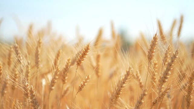 Golden wheat field in summer