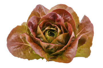 Fresh red lettuce isolated on transparent background.