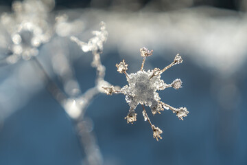 Plante d' hiver avec couches de gel 