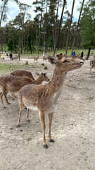 Group of deer grazing peacefully in a natural park setting, surrounded by tall trees and visitors enjoying the serene outdoor environment