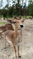 Close-up of a young deer standing on a dirt path surrounded by trees, showcasing its curious expression and natural habitat environment
