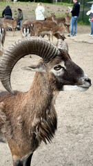 Close-up of a majestic ram with impressive curved horns, showcasing its detailed fur and expressive eyes in a natural outdoor setting