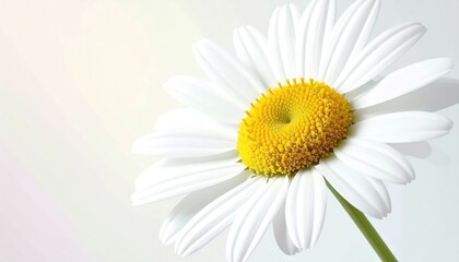 Bright White Daisy Flower with Vibrant Yellow Center Close-Up