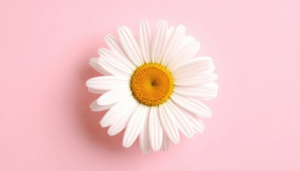 White Daisy Flower Against Soft Pink Background for Spring Theme