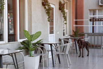 A homeless dog came to an empty cafe