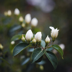 Fototapeta premium Delicate White Jasmine Buds and Green Leaves Soft Focus Background