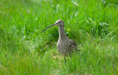Courlis cendré,Numenius arquata, Eurasian Curlew
