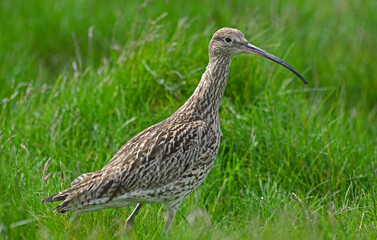 Courlis cendré,Numenius arquata, Eurasian Curlew