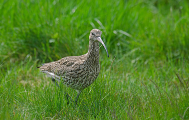 Courlis cendré,Numenius arquata, Eurasian Curlew