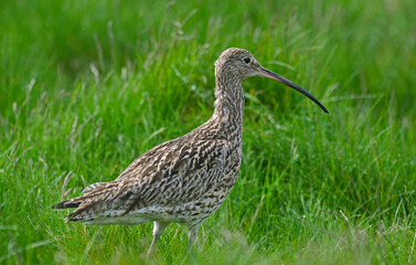 Courlis cendré,Numenius arquata, Eurasian Curlew