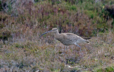 Courlis cendré,Numenius arquata, Eurasian Curlew
