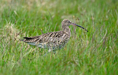 Courlis cendré,Numenius arquata, Eurasian Curlew