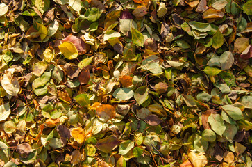 Autumn Leaves Texture with Vibrant Colors