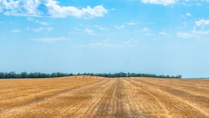 A yellow field of mown wheat and the hill of an ancient burial mound near a forest shelterbelt on the plain of southern Russia in the distance on a sunny summer day
