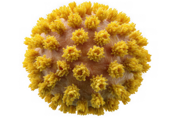 Detailed microscopic view of a yellow pollen grain with intricate surface details isolated on transparent background