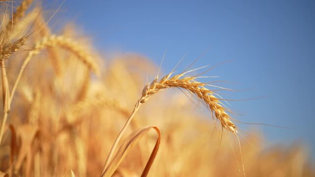 Ears of wheat on blue sky background