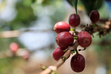 Green, ripe red and roasted fruits of Colombian coffee cultivation