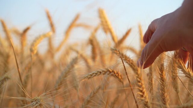 A farmer touching wheat ears during harvest time