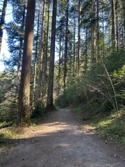 Fototapeta premium path in the woods