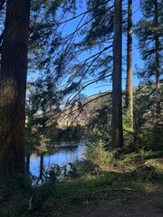 Obraz premium river in the forest