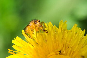 bee on yellow flower
