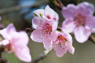 pink cherry blossom