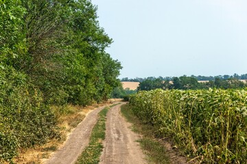 a dirt road between a forest shelterbelt and a field of blooming sunflowers on the plains of southern Russia on a hot summer day