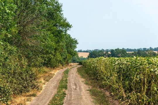 a dirt road between a forest shelterbelt and a field of blooming sunflowers on the plains of southern Russia on a hot summer day