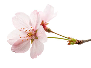 Naklejka premium pink cherry blossom