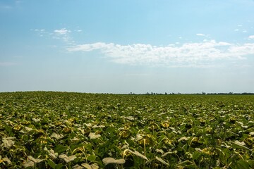 a field of green sunflower plants with large heads filled with black seeds hanging down on a sunny midsummer day