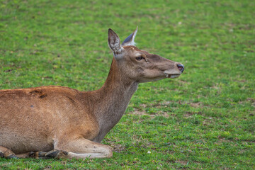 Deer - Cervus and doe in a green meadow at the edge of the forest