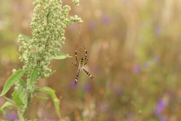 Argiope bruennichi. A bright spider weaves a web against the background of a field. A spider with a striped yellow-black-white abdomen, close-up. The spider's venom is weak, safe for humans