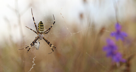Argiope bruennichi. A bright spider weaves a web against the background of a field. A spider with a striped yellow-black-white abdomen, close-up. The spider's venom is weak, safe for humans