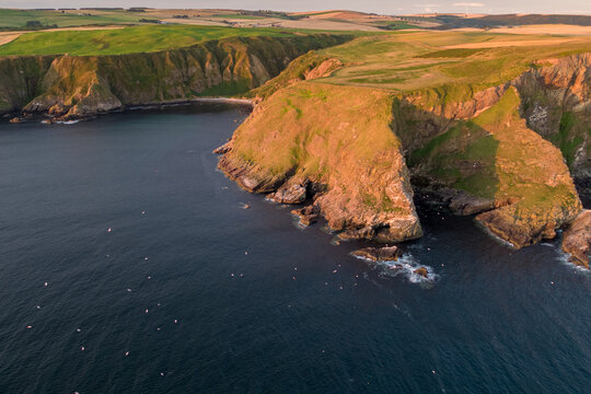 Aerial view of Gannets flying close to dramatic cliffs meeting the vast ocean, where golden sunlight kisses the rugged coastline Troup Head, Banff, Scotland