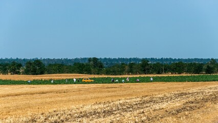 Rural workers work in a field in southern Russia on a sunny day