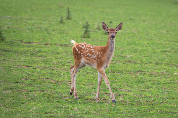 Male baby deer - Fawn is in the green meadow
