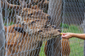 A deer and a doe in a meadow are near the fence and feeding