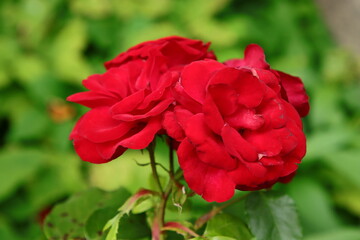 Rote samtige Rosenblüten Nahaunahme