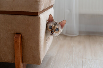 A Bengal cat with blue eyes pokes its head out of its cat house and looks around. A pet