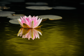  Pink Water Lily Reflected on Gentle Lake Waves