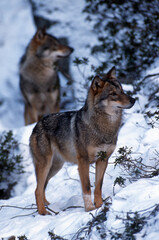 Loup gris-Canis lupus lupus