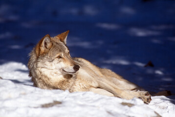 Loup gris-Canis lupus lupus