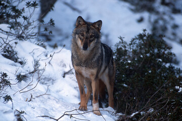 Loup gris-Canis lupus lupus
