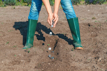Female hands sow silver coins in plowed black soil. Investment in future, ecology, agriculture.
