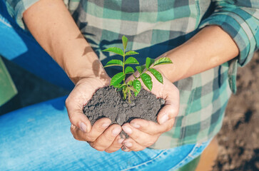 Unrecognizable woman holds in hands green seedling in soil. Nature protection concept. Earth Day.