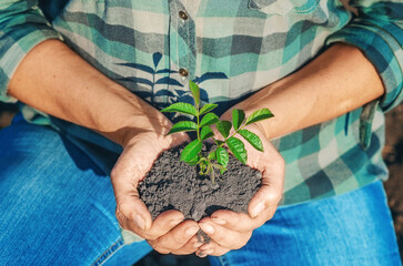 Unrecognizable woman holds in hands green seedling in soil. Nature protection concept. Earth Day.