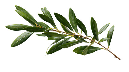 Olive Branch, isolated on transparent background