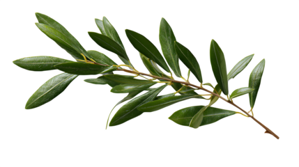 Olive Branch, isolated on transparent background