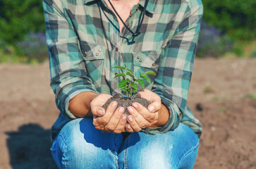 Female palms with green tree growing from soil with coins. Green business. Concept of profit growth.