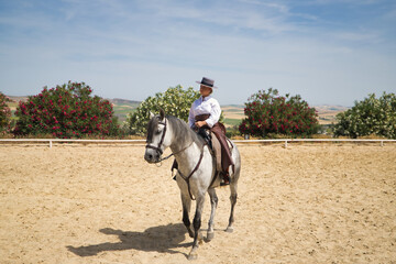 Young, beautiful, blonde woman in white shirt, leather chaps, riding boots and hat, riding her horse in the riding arena area of the stable. Concept animals, riding, horses, sport.